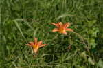 Orange daylily